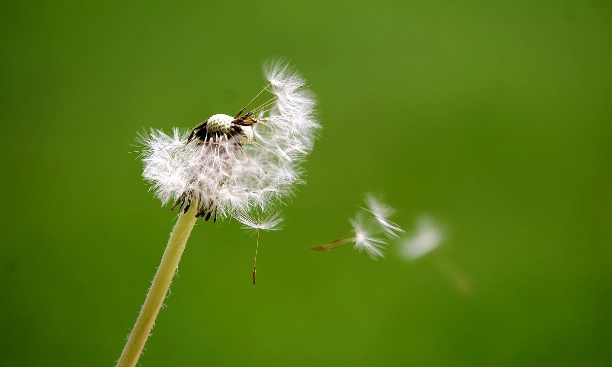 dandelion, breath, wind-4423196.jpg