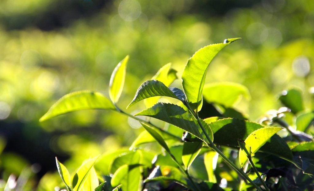 tea, plantation, tea plantation-1028741.jpg